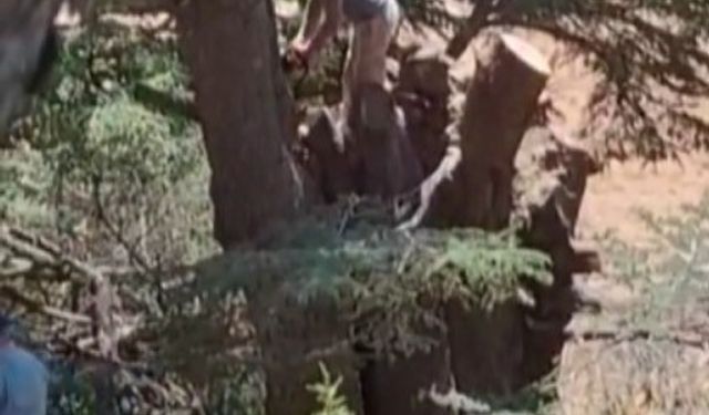 Kahramanmaraş’ta ormanlık alanda ağaç kesen 2 kişi yakalandı