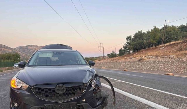 Karayoluna çıkan sürüye otomobil çarptı