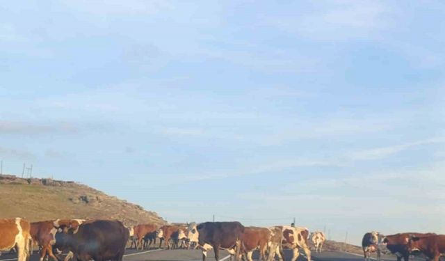 Kars’ta karayoluna çıkan büyükbaş hayvanlar trafiği aksattı