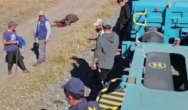 Kars’ta yük treninin çarptığı 5 hayvan telef oldu