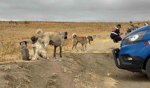 Köpeği öldürülen sahibinin yanından ayrılmadı