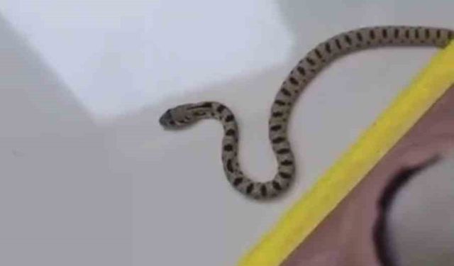 Mardin’de apartmanın 8’inci katında yılan paniği