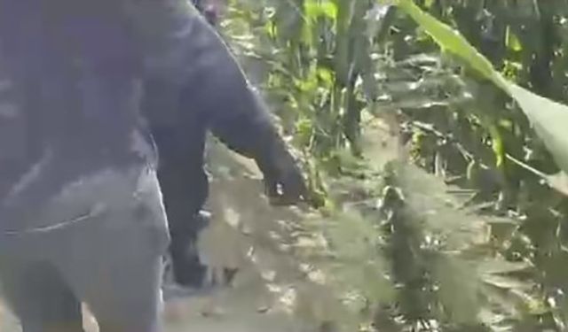 Mısır tarlasına ekilen uyuşturucuyu jandarma ele geçirdi: 1 tutuklama
