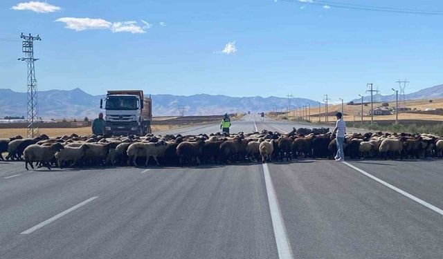 Muş’ta ‘Güvenli Hayvan Geçişleri Projesi’ uygulandı