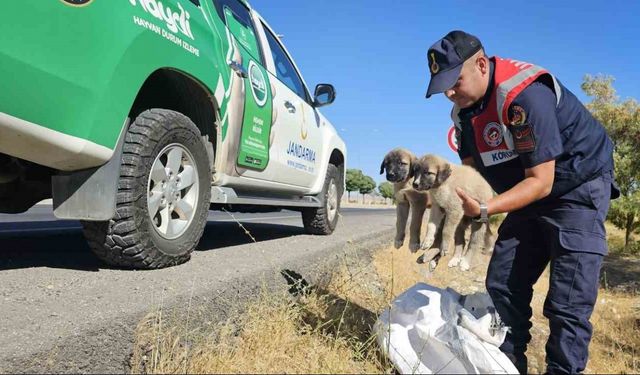 Muş’ta jandarma ekipleri çuval içerisinde yavru köpekler bulundu