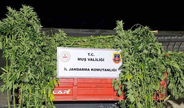 Muş’ta kenevir operasyonu: 2 gözaltı