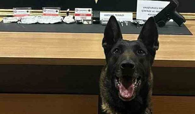 Narkotik köpeği ‘Pablo’ Bayburt’ta uyuşturucu tacirlerine geçit vermiyor