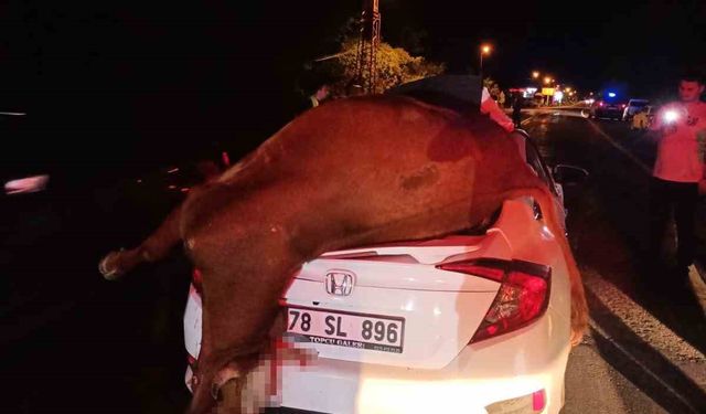Otomobilin çarptığı inek telef oldu