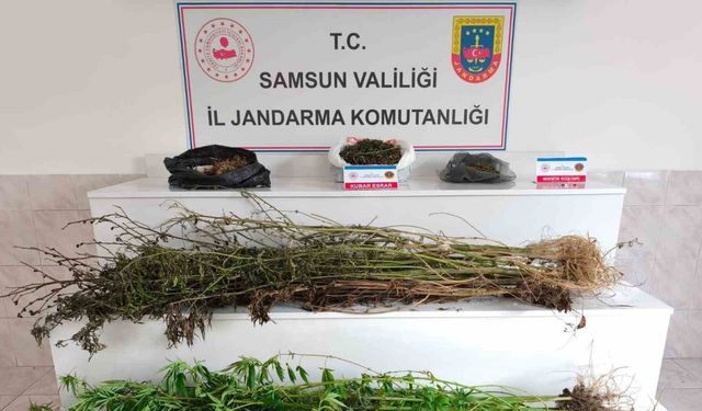 Samsun’da jandarma 2 kilo 355 gram esrar ele geçirdi: 2 gözaltı