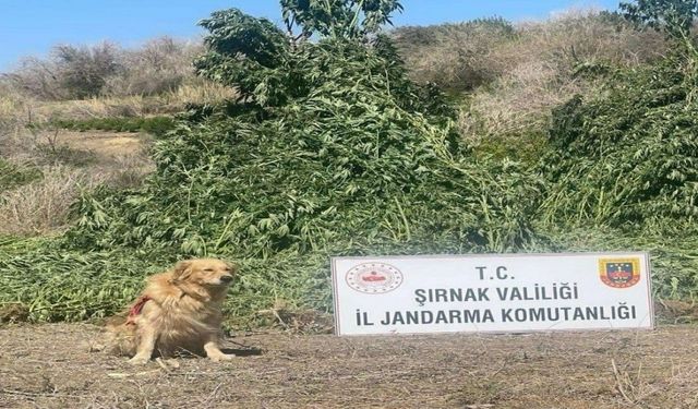 Şırnak’ta 11 milyon liralık kaçakçılık olayı önlendi