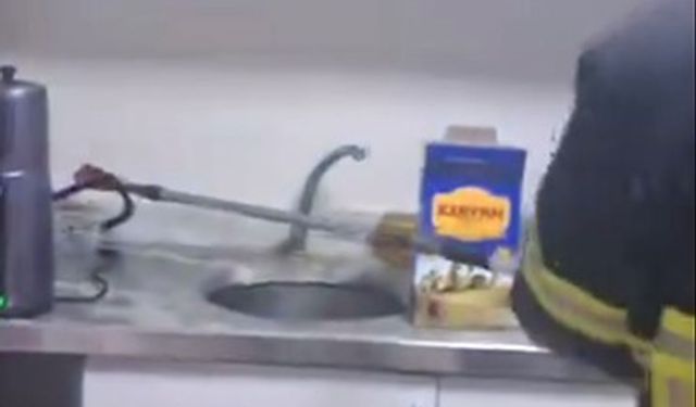 Şırnak’ta iş yerinde yılan paniği