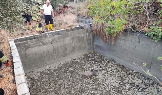 Sulama havuzuna düşen domuzu itfaiye kurtardı