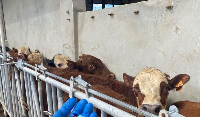 Tekirdağ’da ithal besilik danalara karantina süreci