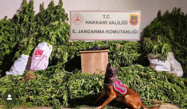 Yüksekova’da 630 kök kenevir ve 61 kilo esrar ele geçirildi