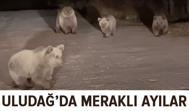 Uludağ Milli Park’da ilginç karşılaşma