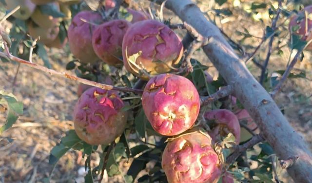 Dolu yağışı üreticileri 100 milyon lira zarara uğrattı