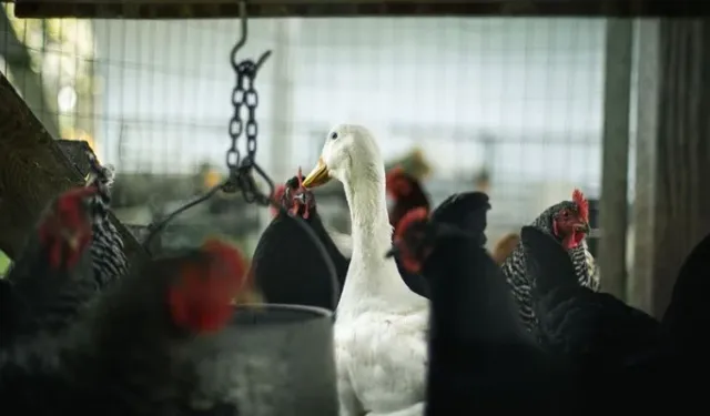 Salgın başladı, 400 binden fazla hayvan itlaf edildi