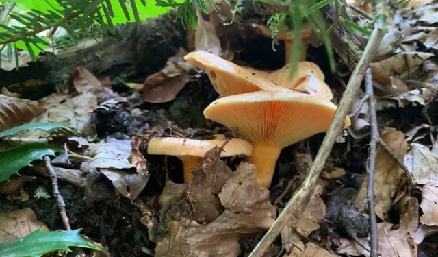 Yağışlarla birlikte artış gösterdi!