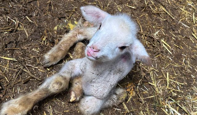 Bursa'da kuzunun yürek burkan hikayesi