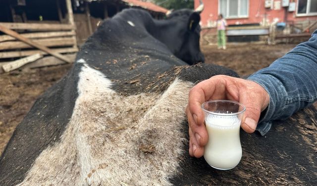 35 litre süt veren sığırdan bir çay bardağı süt almaya başladı