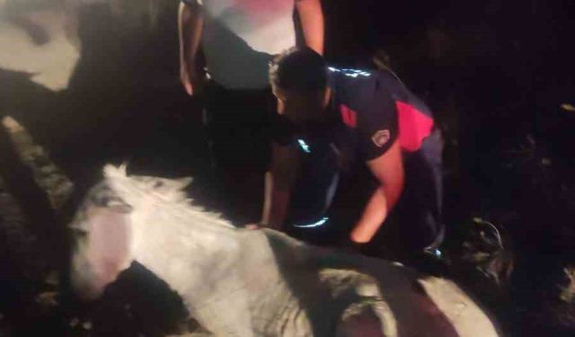 Balçığa saplanan eşek vinçle kurtarıldı