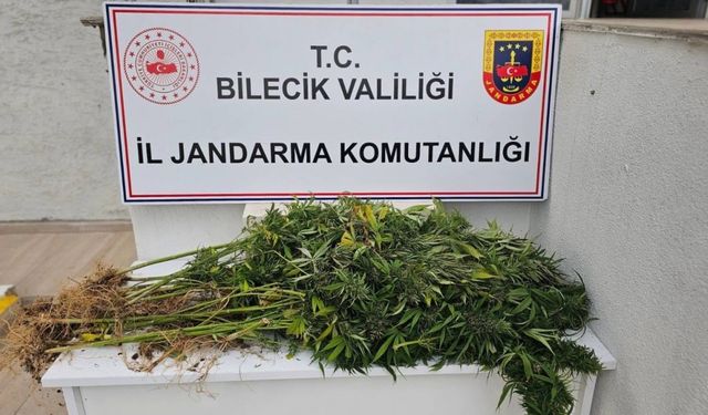Bilecik’te kenevir operasyonu