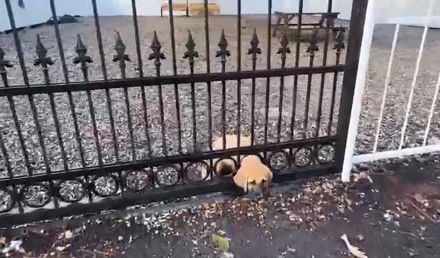 Demir kapıya sıkışan yavru köpeği itfaiye kurtardı
