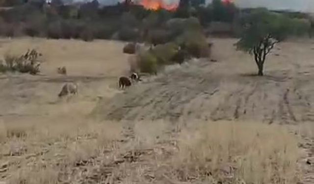 Diyarbakır’da otluk yangını