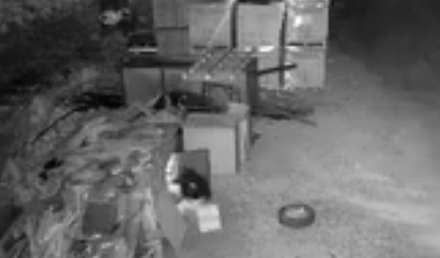 Elazığ’da güvercin hırsızlığı kameralara yansıdı