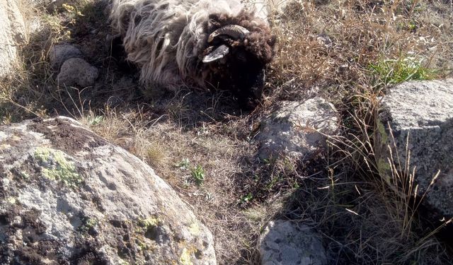 Giresun’da ayı ve kurtlar köyün koyunlarına saldırdı: 5 koyun telef, 18’i kayıp