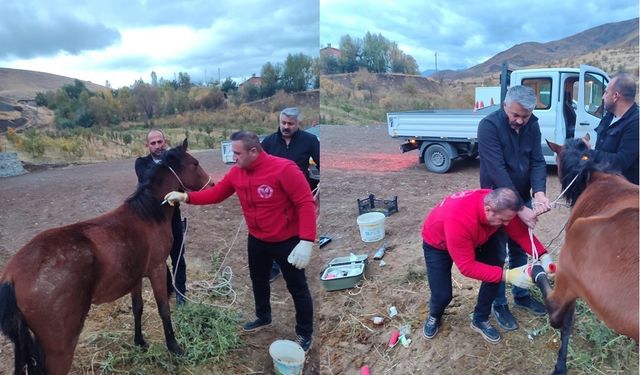 Hakkari’de ayağı kırık at kurtarıldı
