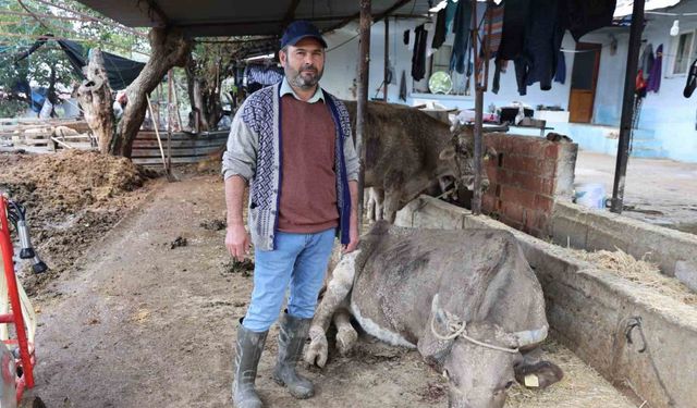 Hayvanları sele kapılan Aktaş: "Adam boyu sel geldi"