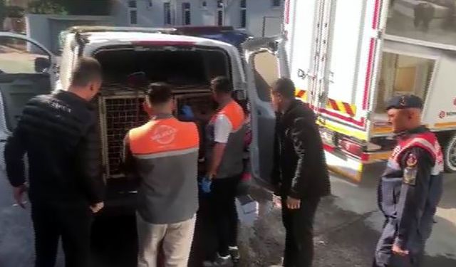 Jandarmadan köpek dövüşçülerine suçüstü