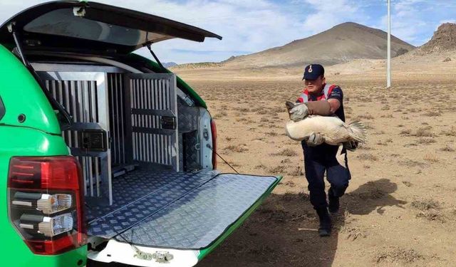 Karaman’da yaralı pelikanlar koruma altına alındı