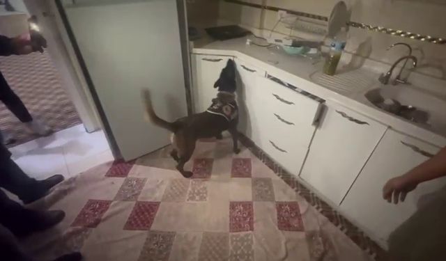 Kasaya zulalanan 10 kiloluk uyuşturucuyu narkotik köpeği ’Alis’ buldu
