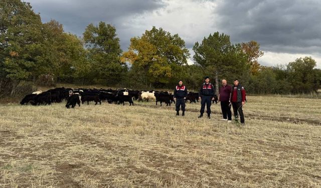 Kütahya’da kayıp 70 keçi, jandarma tarafından bulundu