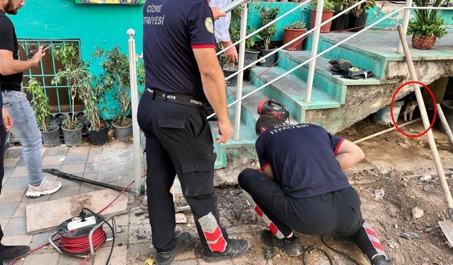 Merdiven boşluğuna sıkışan yavru kediyi itfaiye ekipleri kurtardı