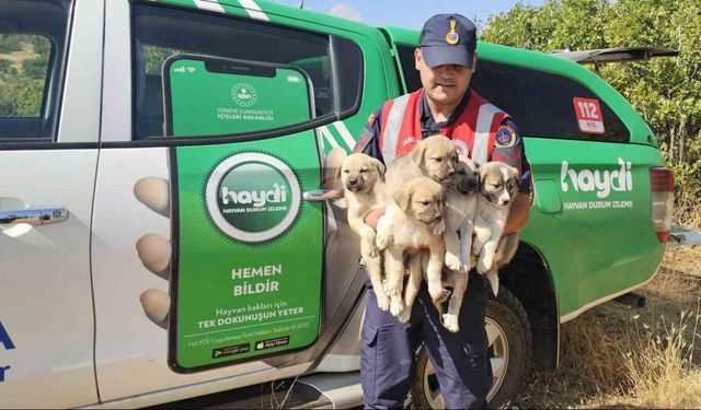 Muş’ta ormana terk edilen yavru köpekler kurtarıldı