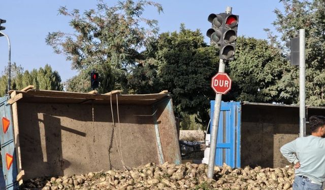 Muş’ta şeker pancarı yüklü traktör devrildi