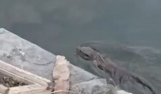 Nesli tükenmekte olan su samuru Küçükçekmece’de görüldü