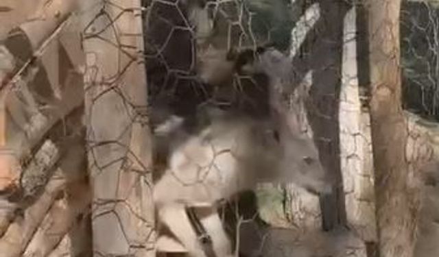 Özalp’te kafeste tutulan kurt kurtarıldı