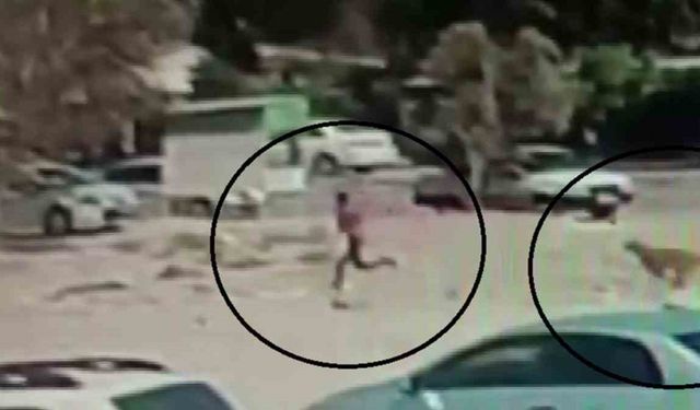 Sayıları 10’u bulan sokak köpekleri çocuğa korku dolu anlar yaşattı