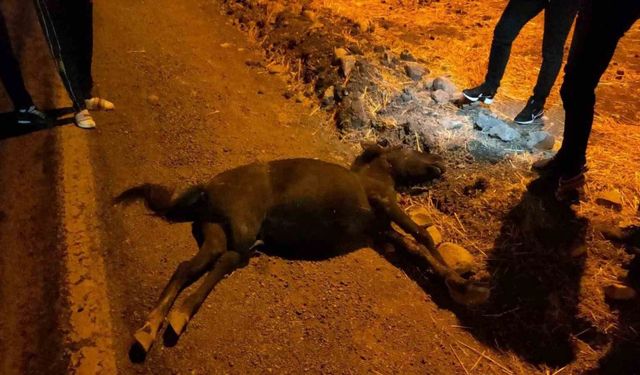 Siirt’te otomobil ile at çarpıştı: 1 yaralı