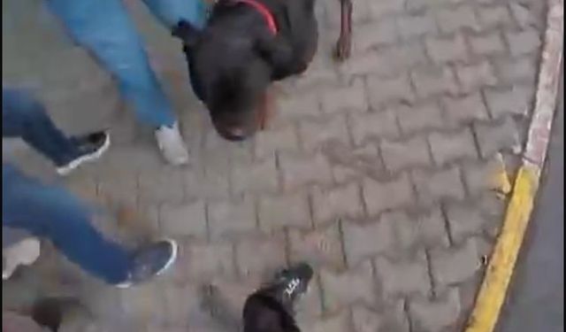 Sokakta ağızlıksız gezdirilen ’Rottweiler’ cinsi köpek dehşet saçtı... O anlar kamerada