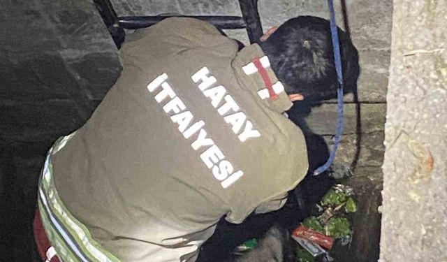 Su dolu kuyuya düşen 2 köpeği itfaiye kurtardı
