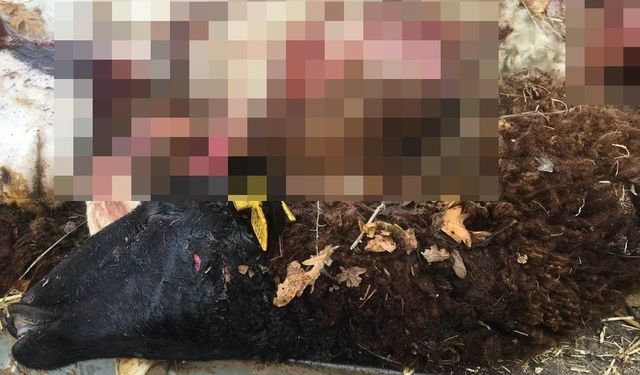 Sürüden ayrılan koyunları kurt telef etti