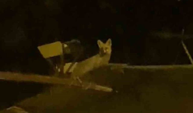 Tavuk hırsızı tilkiyi yerde beklerken çatıda çıktı