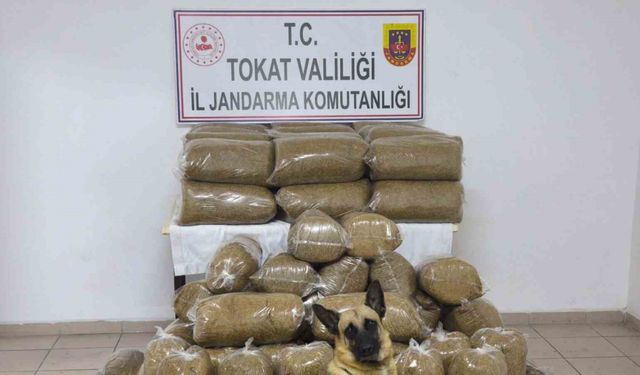 Tokat’ta 340 kilo kaçak tütün ele geçirildi