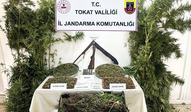 Tokat’ta jandarmadan kenevir operasyonu: 1 gözaltı