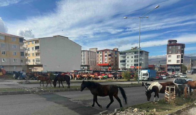 Trafikte başıboş atlar tehlike saçmaya devam ediyor